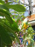 senegal parrot